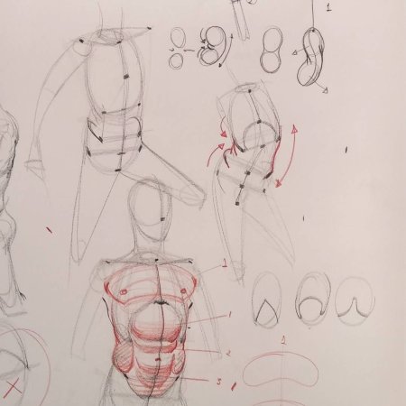 Анатомия человека для рисования