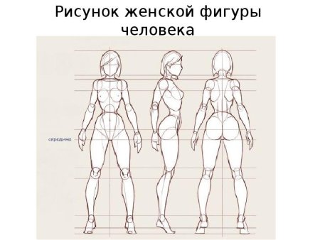 Анатомия тела человека для художников пропорции
