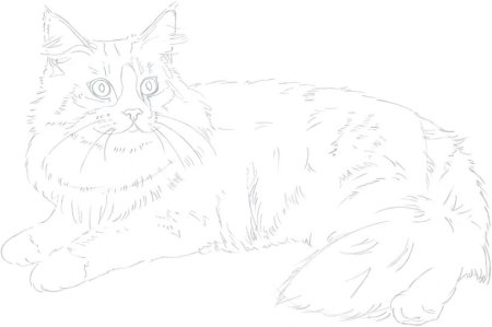 Раскраска Мейн кун котенок