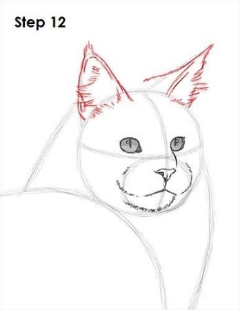 Рисунок Мейн куна легкий