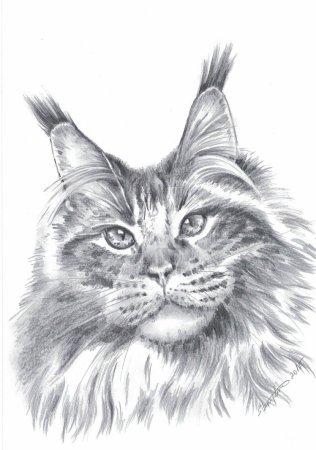 Кошка Мейн кун