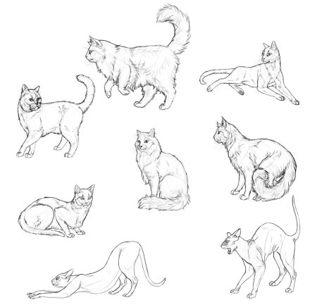Кот Мейн кун