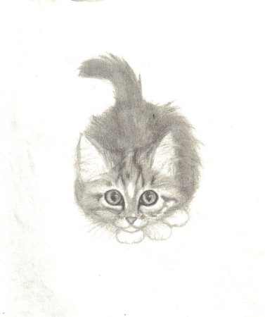 Зарисовка кота