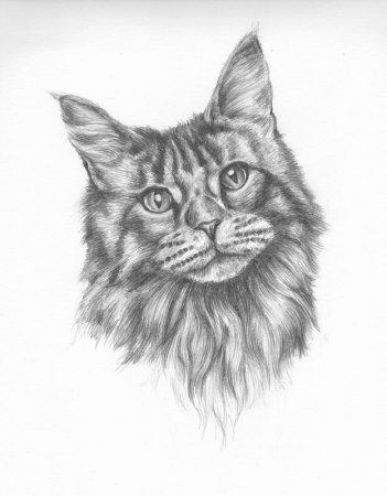 Анатомия котов коты Воители
