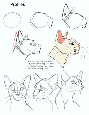 Кошка рисунок карандашом