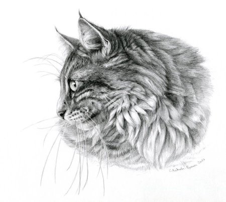 Персидская кошка раскраска