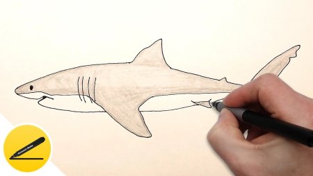 Как нарисовать акулу легко