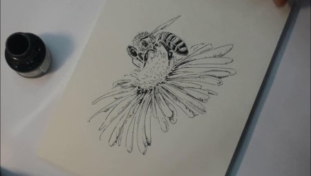 Рисунки пером и чернилами для начинающих