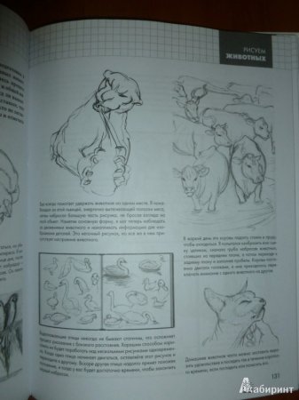 Рисуют все полный курс рисования для начинающих