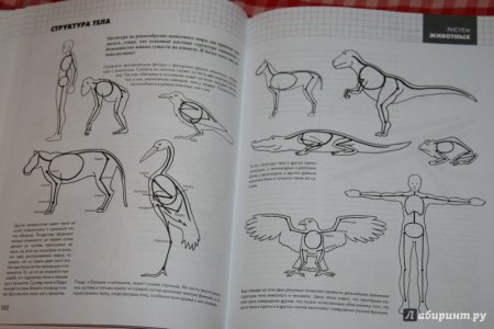 Рисунок. Курс для начинающих