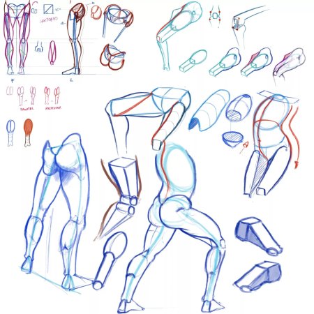 Анатомия человека референс анатомия