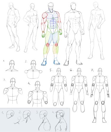 Человек в полный рост референс анатомия