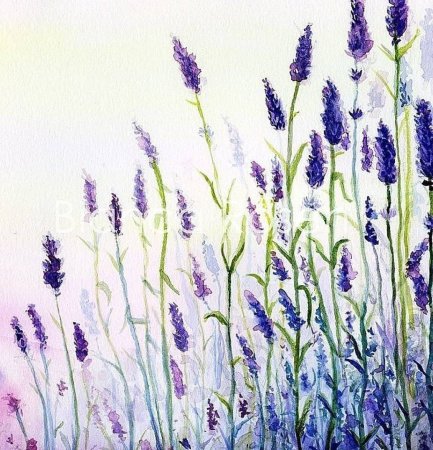 Узоры лаванды