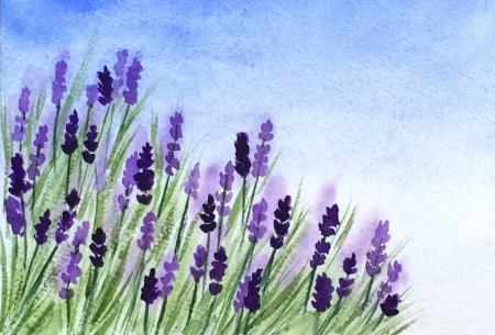 Лаванда акварель