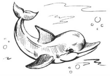 Дельфин рисунок