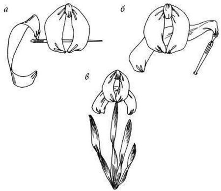 Вышивка атласными лентами для начинающих простые схемы