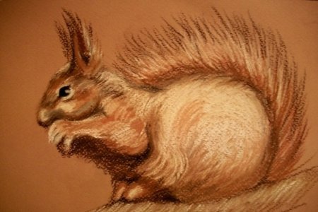 Белка сангиной