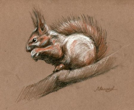 Живопись сангина белка