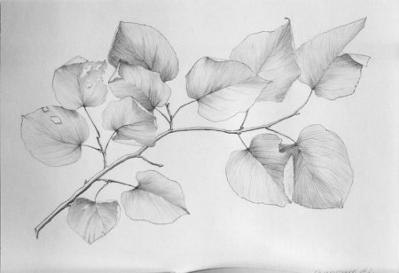 Зарисовки веток