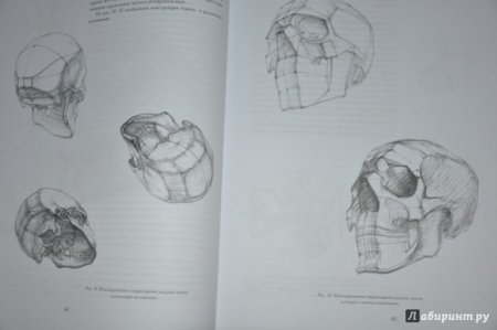 Рисование черепа Николай ли