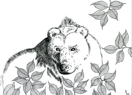 Рисунки для выжигания по дереву медведь