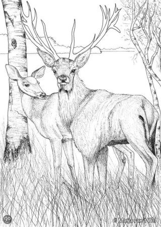 Выжигание по дереву звери