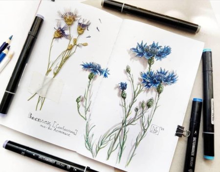 Скетчмаркер скетчи