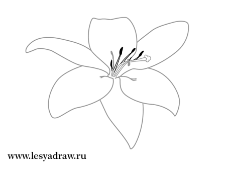 Цветы карандашом для начинающих