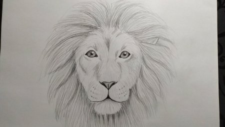 Лев карандашом