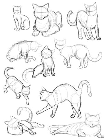 Анатомия кошек коты Воители