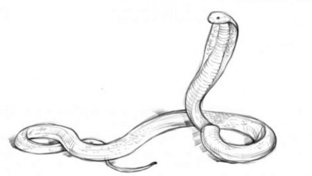 Змеи карандашом Наброски