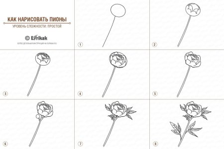 Пионы рисунок пошагово