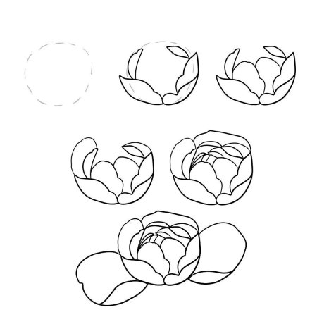 Пионы рисунок поэтапно