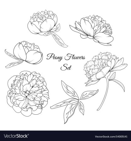 Легкий рисунок пионов