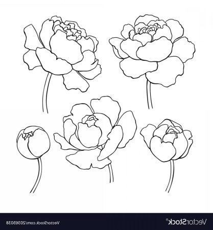 Легкий рисунок пионов