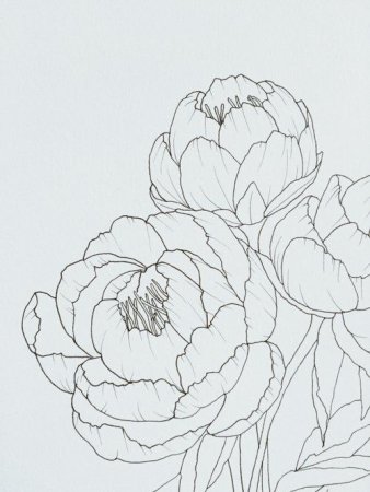 Пионы карандашом