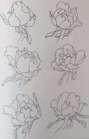 Поэтапный рисунок пиона