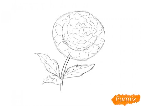 Пионы рисунок легкий