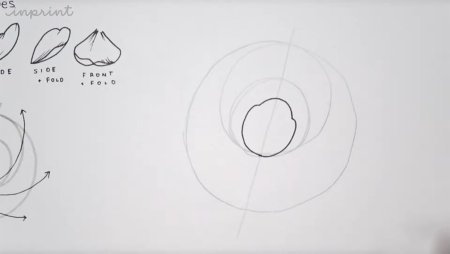 Пошаговое рисование пионов