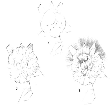 Поэтапный рисунок пиона