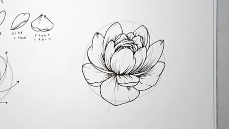 Пионы поэтапно