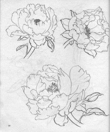 Пионы для рисования