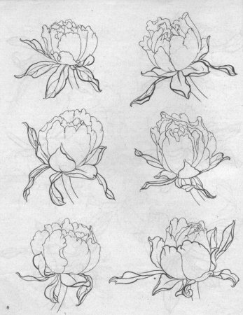 Поэтапное рисование пионов