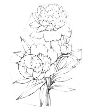 Пионы карандашом