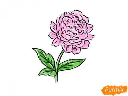 Пион карандашом рисунок для начинающих