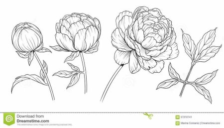 Бутон пиона карандашом