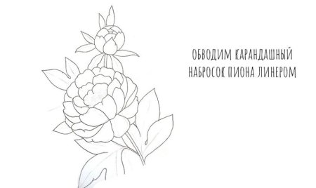 Поэтапный рисунок пиона для начинающих легко