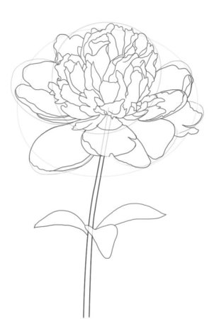 Пионы рисунок легкий