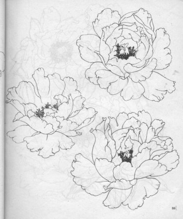 Поэтапное рисование пионов карандашом