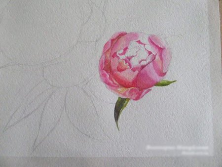 Пионы карандашом легко